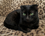 Кошки в Пензе: Черная вислоухая кошка Девочка, Бесплатно - фото 1