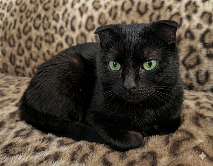 Черная вислоухая кошка