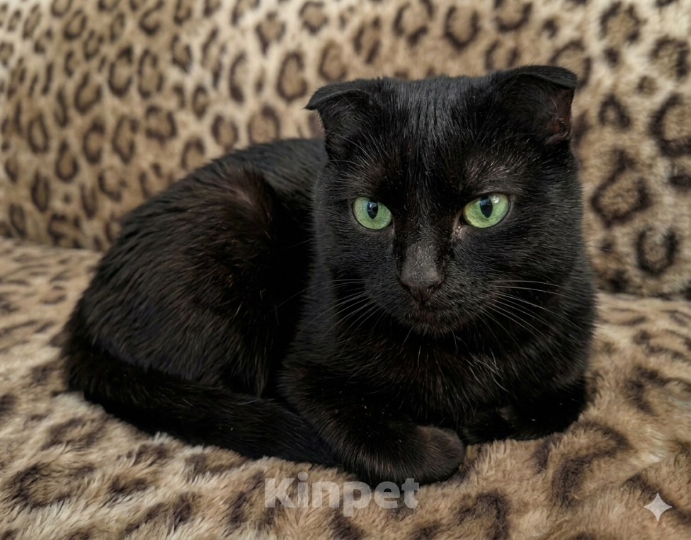 Кошки в Пензе: Черная вислоухая кошка Девочка, Бесплатно - фото 1