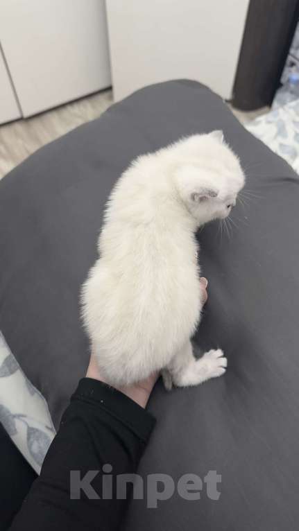 Кошки в Златоусте: Шотландский прямоухий Мальчик, 7 000 руб. - фото 2