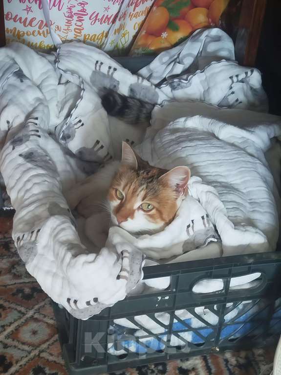 Кошки в Хотьково: (✿Особенная кошечка в добрые руки ✿) Девочка, Бесплатно - фото 3