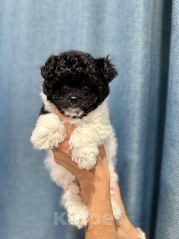 Собаки в Санкт-Петербурге: Мальчик Пушон Мальчик, 50 000 руб. - фото 6