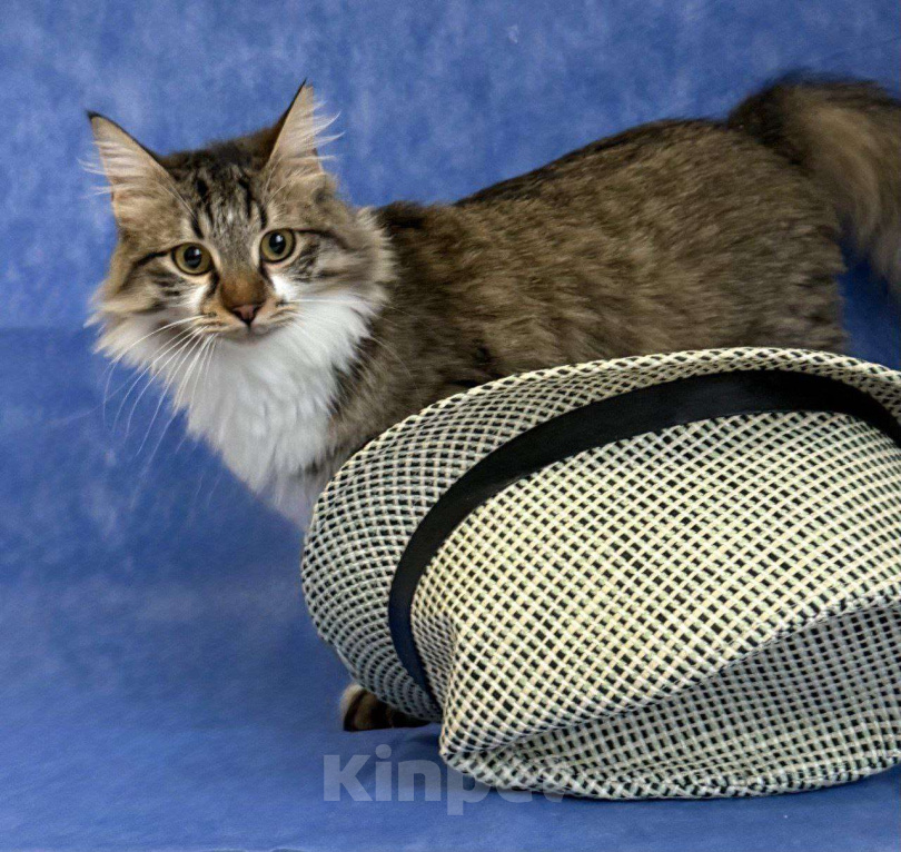 Кошки в Москве: Кемер из курортного Кемера ищет семью Мальчик, Бесплатно - фото 8
