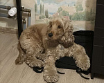 Собаки в Нижнем Новгороде: Английский кокер-спаниель ищет новый дом Мальчик, Бесплатно - фото 3