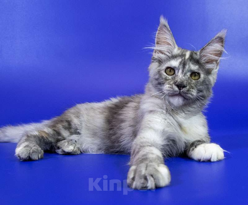Кошки в Москве: Котенок мейн кун Девочка, Бесплатно - фото 3