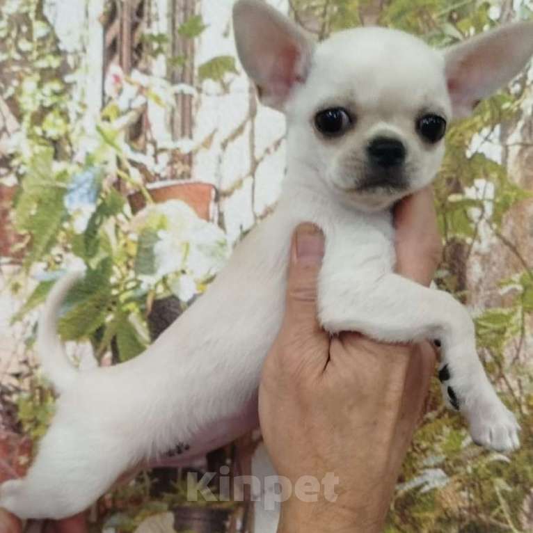 Собаки в Пензе: Чихуахуа мальчик Мальчик, 40 000 руб. - фото 3