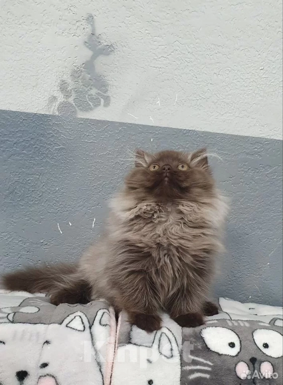 Кошки в Кирове: Британский длинношестный котенок Мальчик, 35 000 руб. - фото 6