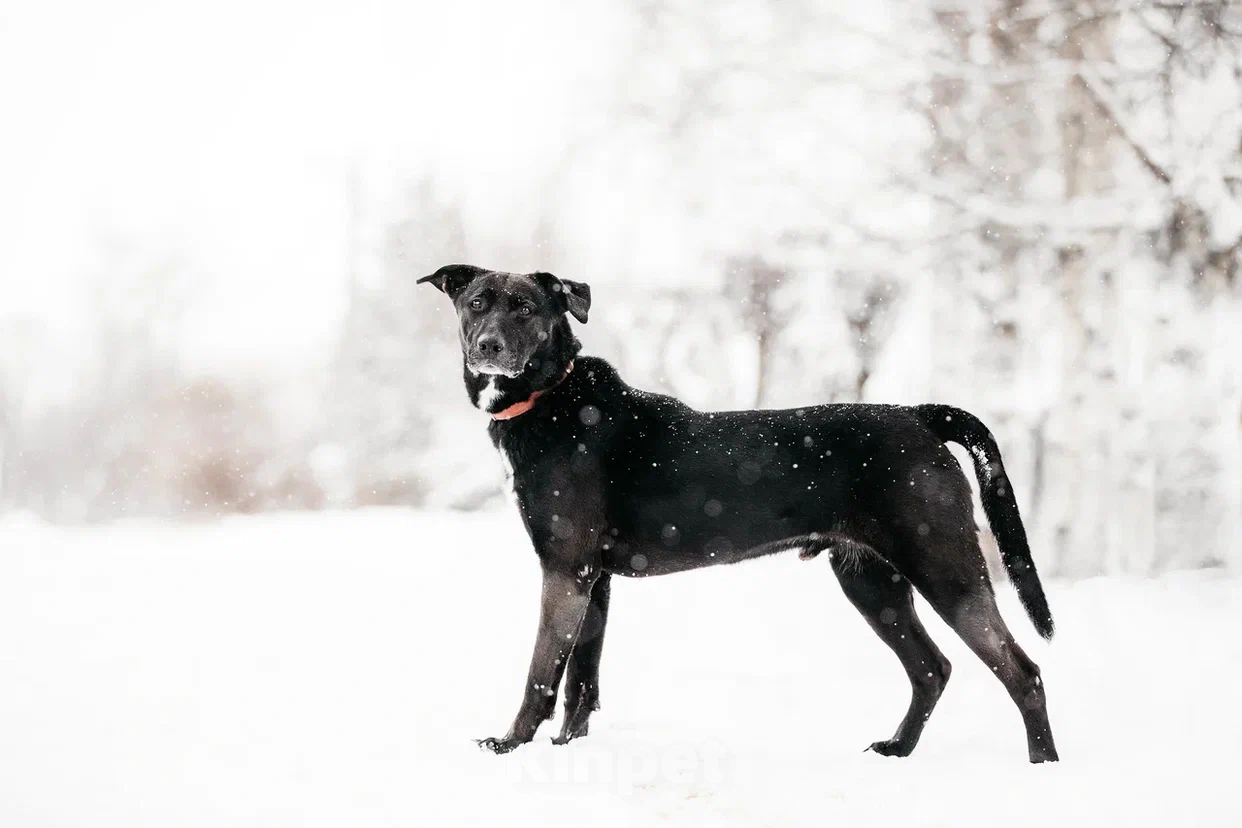 Собаки в Москве: Интеллектуальный и сильный Лавр. Он же Лавров, он же Лавруша. Мальчик, Бесплатно - фото 10