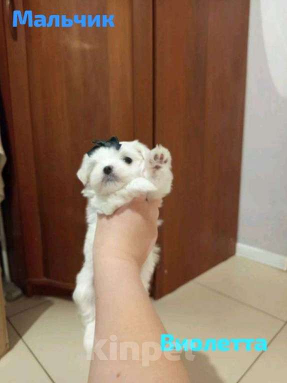 Собаки в Липецке: Мальтийская болонка щенки микро  Девочка, 10 руб. - фото 3