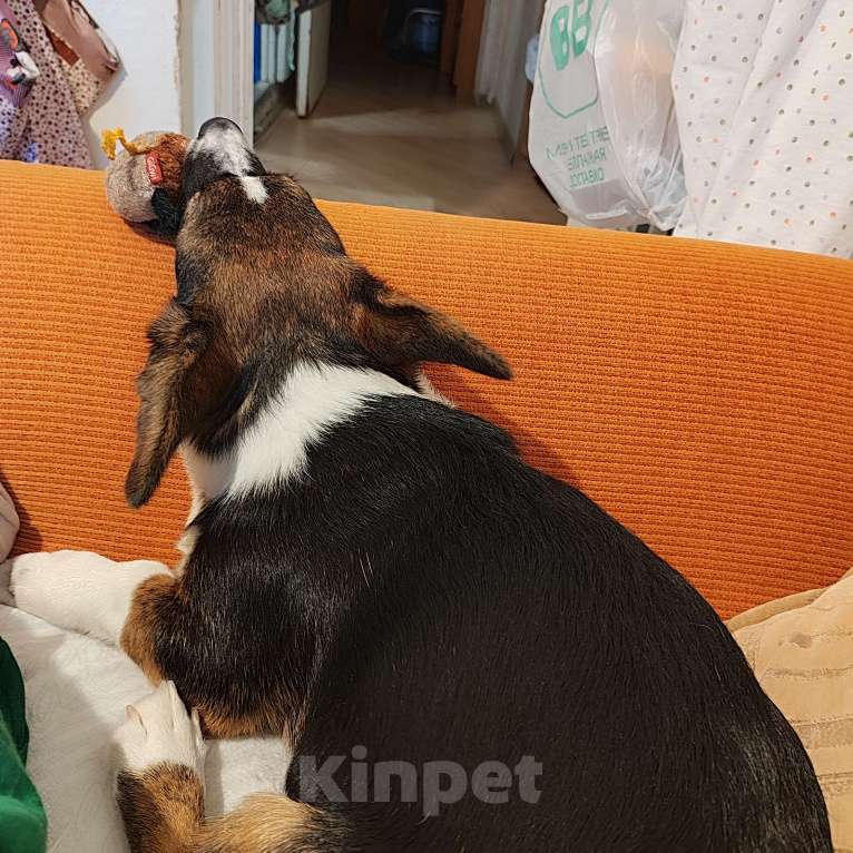 Собаки в Москве: Корги Кардиган 7 месяцев  Девочка, 15 000 руб. - фото 9