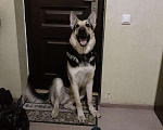 Собаки в Красноярске: Кобель для вязки Мальчик, 1 руб. - фото 1
