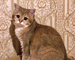 Кошки в Москве: Британские золотые и серебристые шиншиллы в добрые руки.  Мальчик, Бесплатно - фото 8