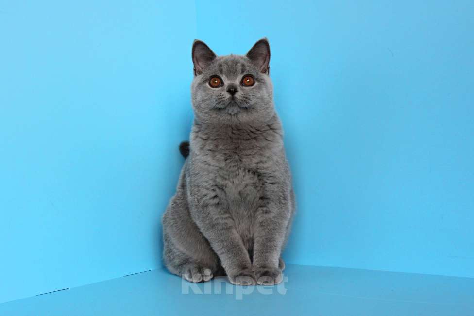 Кошки в Ульяновске: Британский голубой котенок (мальчик) Мальчик, 25 000 руб. - фото 1