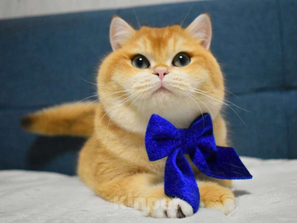 Кошки в Москве: Золотая шиншилла  Мальчик, 90 000 руб. - фото 2