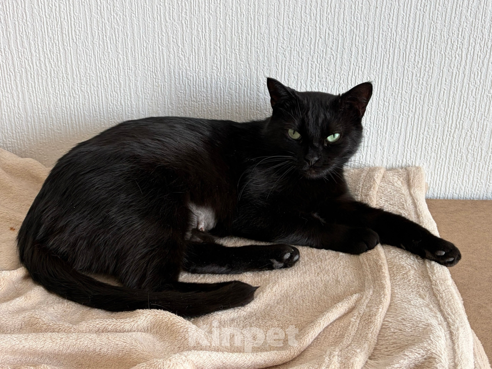 Кошки в Санкт-Петербурге: Черная кошка в добрые руки Девочка, Бесплатно - фото 9