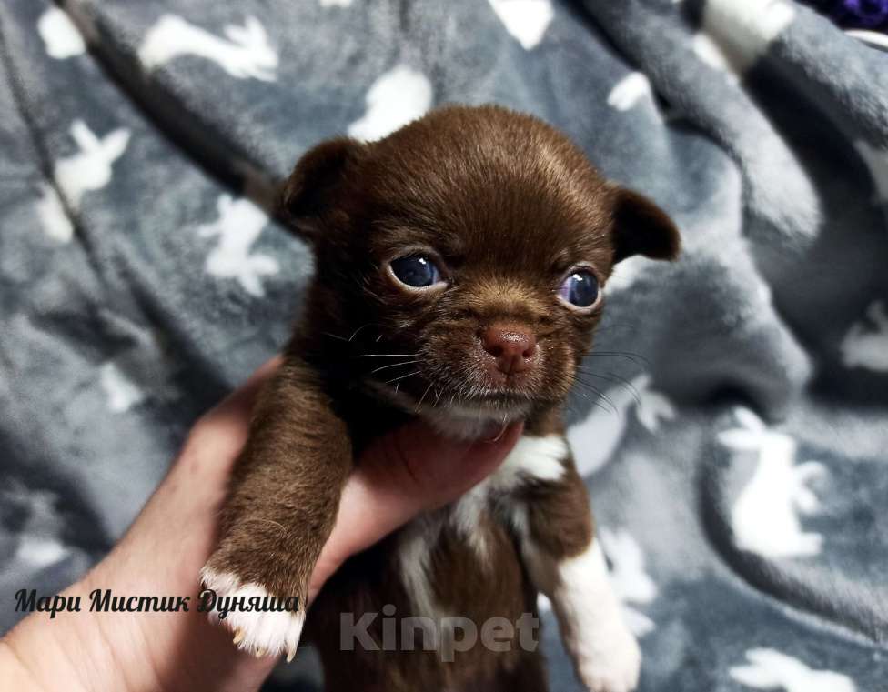 Собаки в Санкт-Петербурге: Чихуахуа Дуняша шоколадного окраса Девочка, 80 000 руб. - фото 2