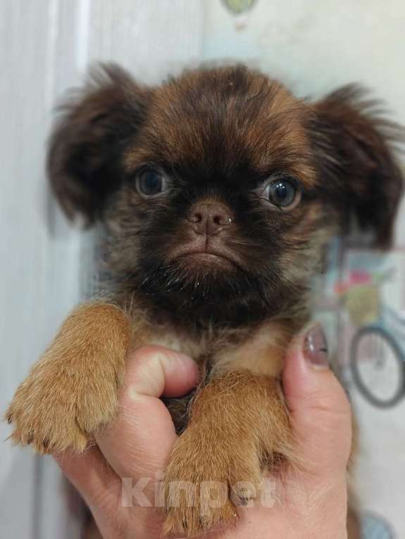 Собаки в Москве: Шоколадный грифон Мальчик, 80 000 руб. - фото 7
