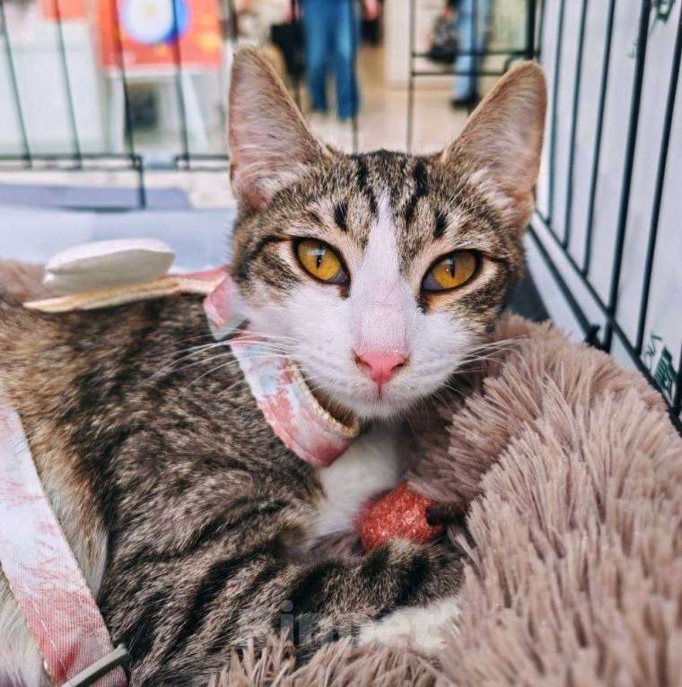 Кошки в Москве: Котенок Мальвина ищет дом Девочка, Бесплатно - фото 3