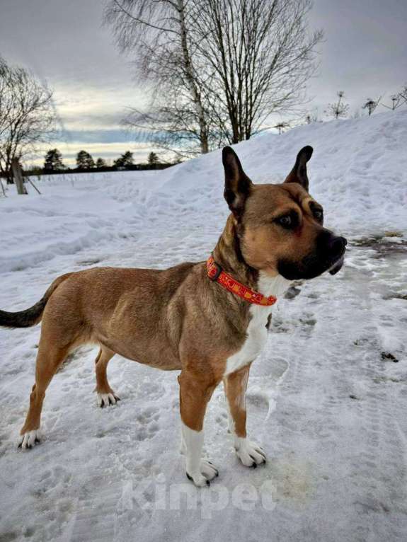 Собаки в других городах Московской области: Бука Девочка, Бесплатно - фото 2