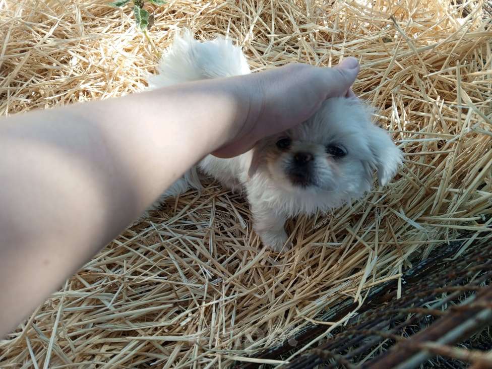 Собаки в Москве: Мальчик пекинес. Мальчик, 30 000 руб. - фото 2