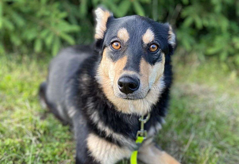 Собака нормально ходить не будет