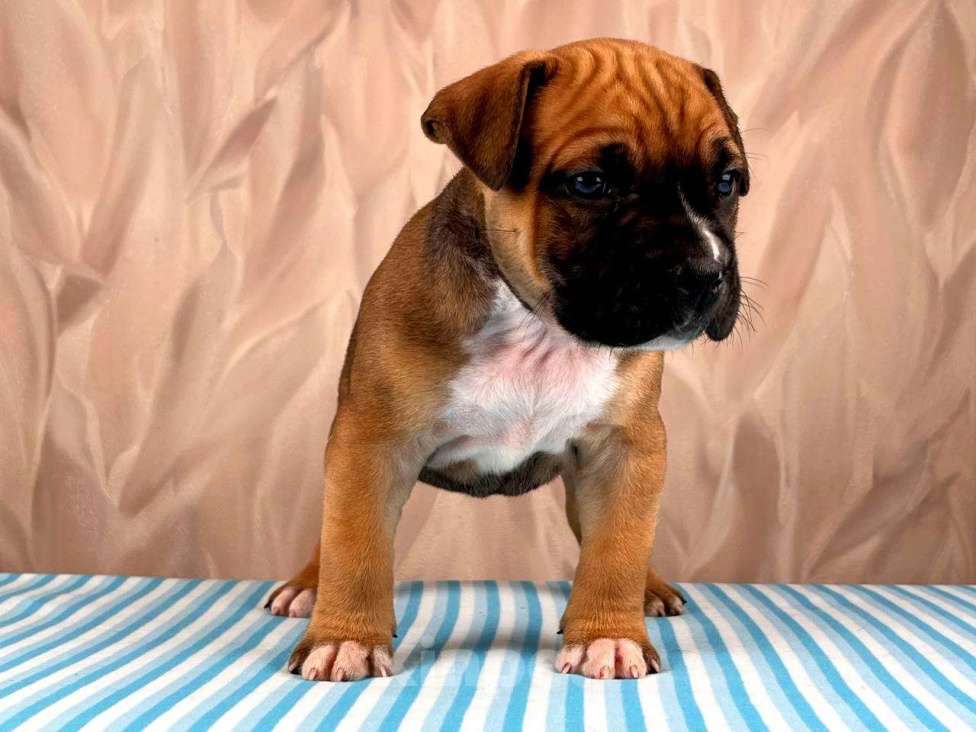 Собаки в Москве: Красивые мальчики амстаффа  Мальчик, 80 000 руб. - фото 7