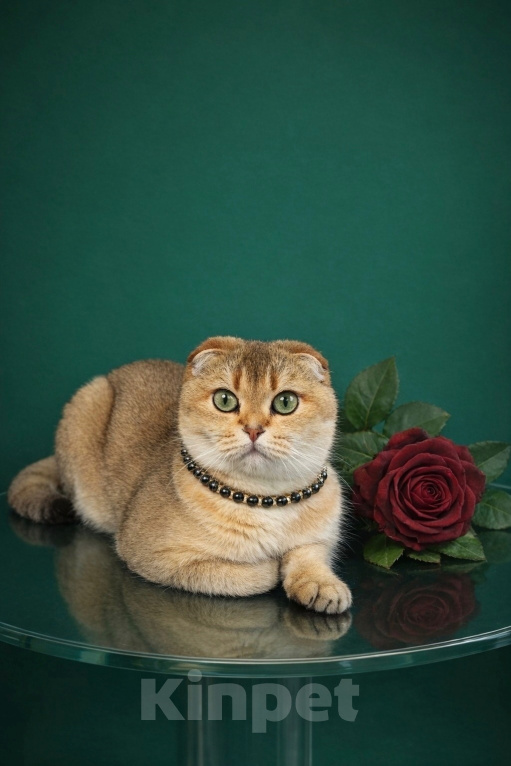 Кошки в Москве: Королевна ищет новый дом Девочка, 20 000 руб. - фото 1