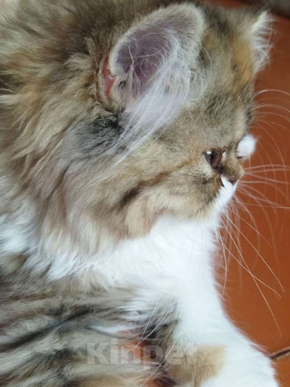 Кошки в Санкт-Петербурге: Яркая черепашка Девочка, 15 000 руб. - фото 2