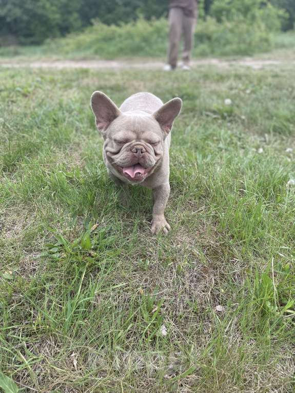 Собаки в других городах Московской области: Вязка французский бульдог Мальчик, Бесплатно - фото 4