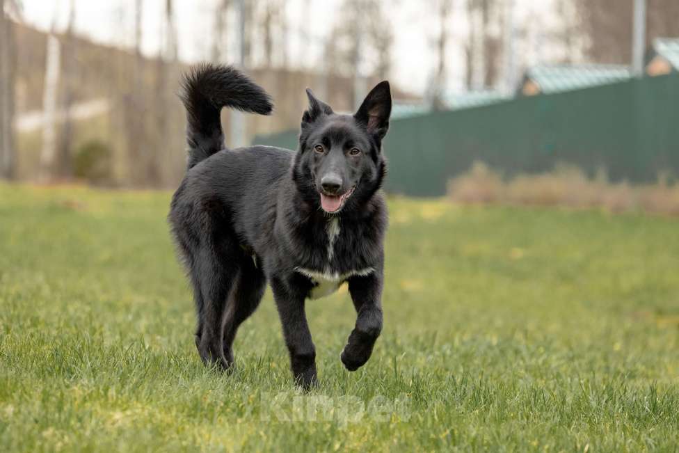 Собаки в Москве: Черный щенок Лавруша ищет дом Мальчик, Бесплатно - фото 6