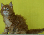 Кошки в Челябинске: Мейн кун Гардарики Мальчик, 65 000 руб. - фото 5