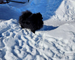 Собаки в Москве: Девочка померанского шпица чёрного окраса Девочка, Бесплатно - фото 3