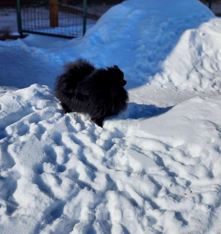 Собаки в Москве: Девочка померанского шпица чёрного окраса Девочка, Бесплатно - фото 3