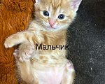 Кошки в Симферополе: Отдаю в добрые руки котят Мальчик, Бесплатно - фото 2