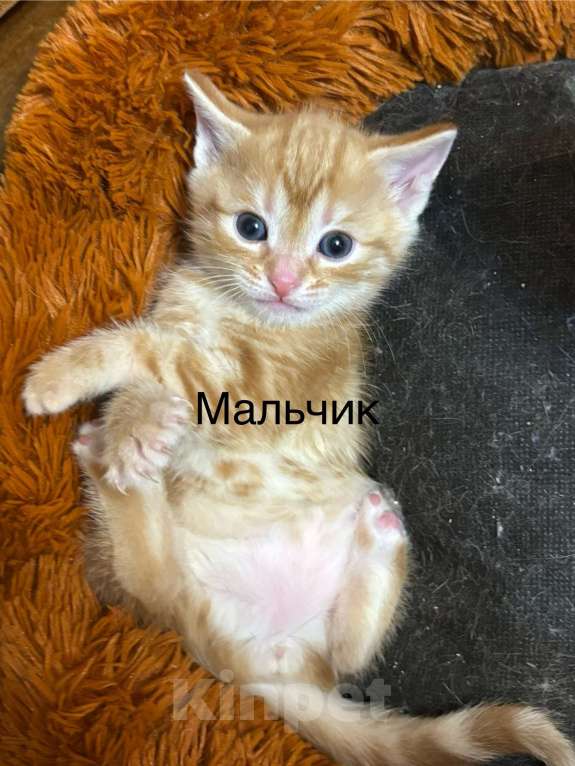 Кошки в Симферополе: Отдаю в добрые руки котят Мальчик, Бесплатно - фото 2