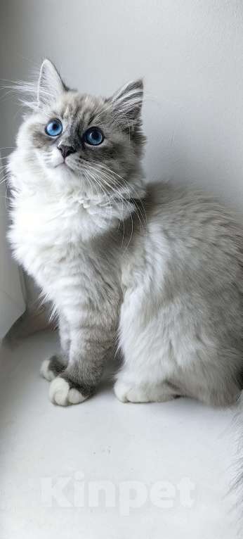 Кошки в Раменском: Котёнок девочка Невская маскарадная Девочка, 45 000 руб. - фото 1