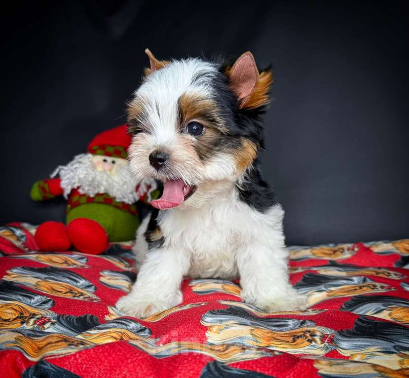 Собаки в Краснодаре: Прекрасный мальчик Бивер, РКФ  Мальчик, 30 000 руб. - фото 3