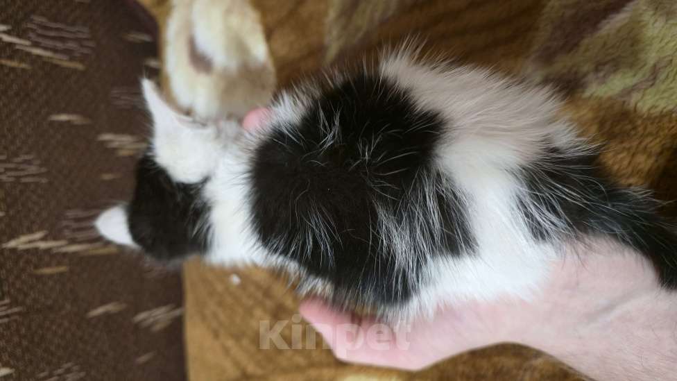 Кошки в Воронеже: Спасения потеряшка ищет дом  Мальчик, Бесплатно - фото 4