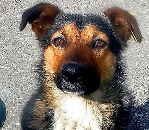 Собаки в Москве: Собачка малышка в добрые руки Девочка, Бесплатно - фото 1