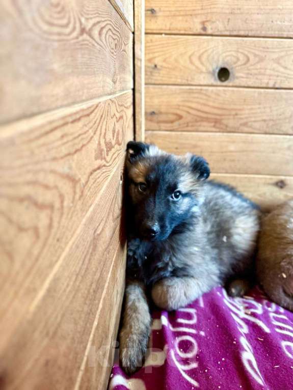 Собаки в Люберцах: Девочка в добрые руки  Девочка, Бесплатно - фото 1