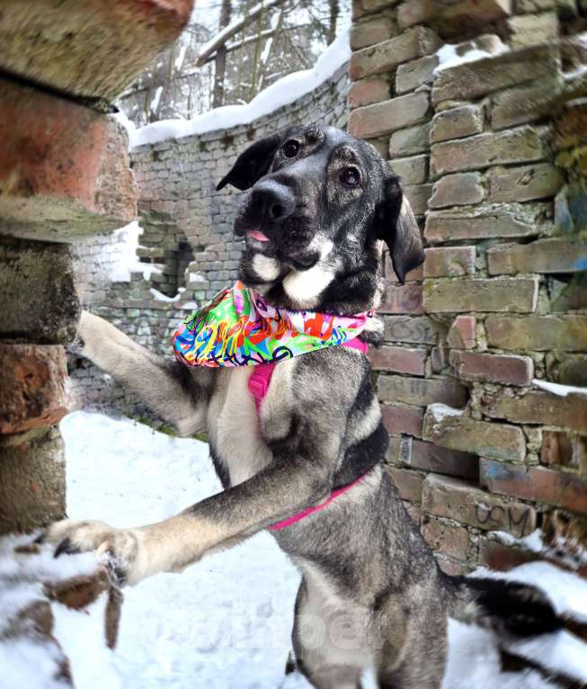 Собаки в Санкт-Петербурге: Собака-антистресс Пеппер ищет дом Девочка, Бесплатно - фото 4