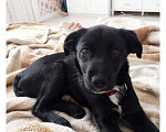 Собаки в Краснодаре: Щенок с прививками стерильна Девочка, 10 руб. - фото 7