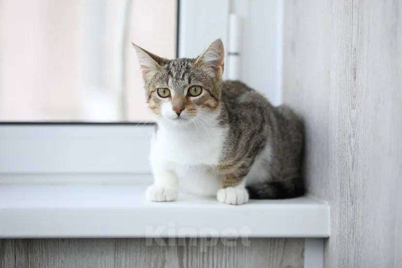 Кошки в Москве: котенок Максик ещет дом Мальчик, Бесплатно - фото 7