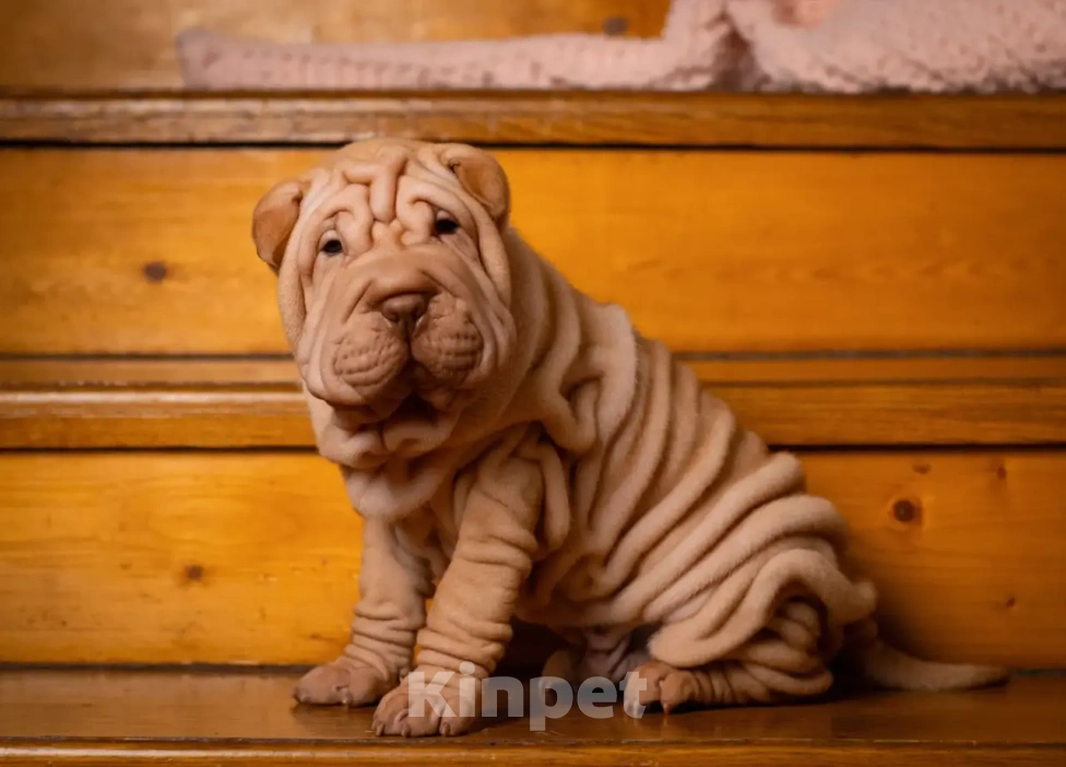 Собаки в Севастополе: Продажа щенков шарпея Разнополые, 40 000 руб. - фото 6