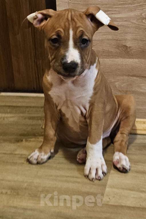 Собаки в Красногорске: Девочка   Девочка, 50 000 руб. - фото 2