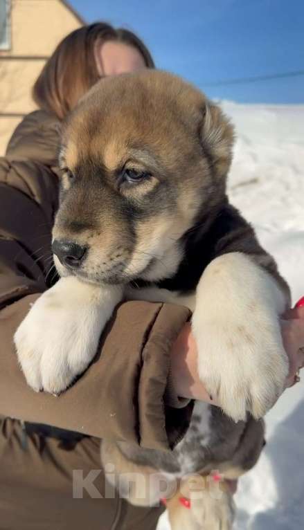 Собаки в других городах Московской области: Алабай Девочка, 50 000 руб. - фото 6