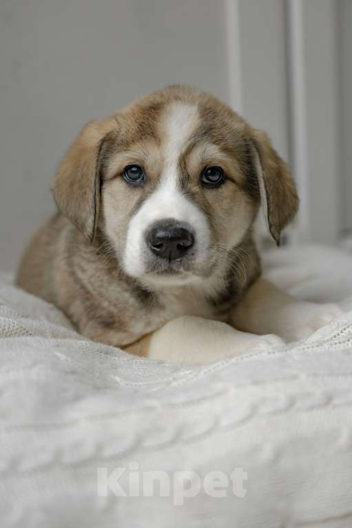 Собаки в Красногорске: Щенок мальчик Мальчик, Бесплатно - фото 2