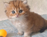 Кошки в Москве: Шотландский длинношерстный хайленд котенок Мальчик, 30 000 руб. - фото 1