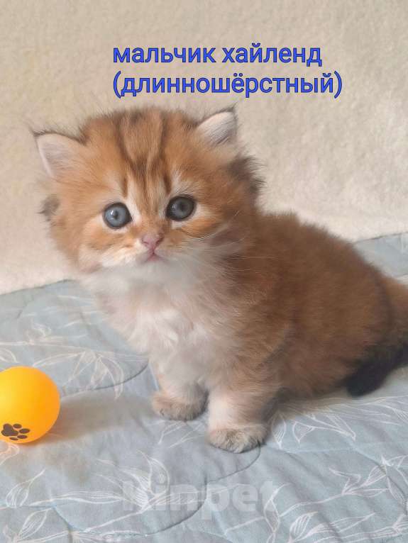 Кошки в Москве: Шотландский длинношерстный хайленд котенок Мальчик, 30 000 руб. - фото 1
