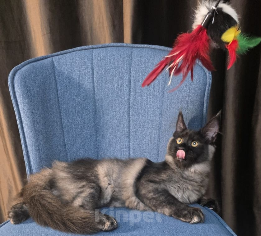 Кошки в Краснодаре: Котенок Мейн-кун Девочка, 50 000 руб. - фото 3
